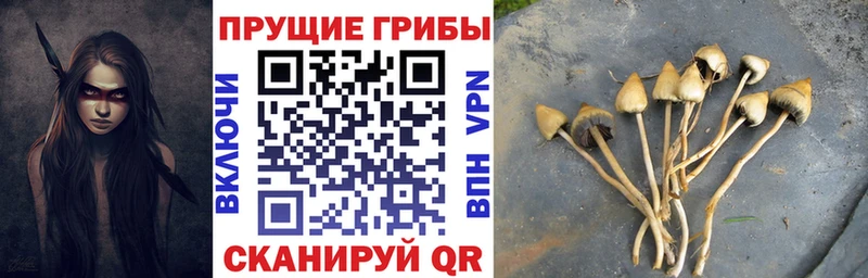 Псилоцибиновые грибы Psilocybine cubensis Яхрома